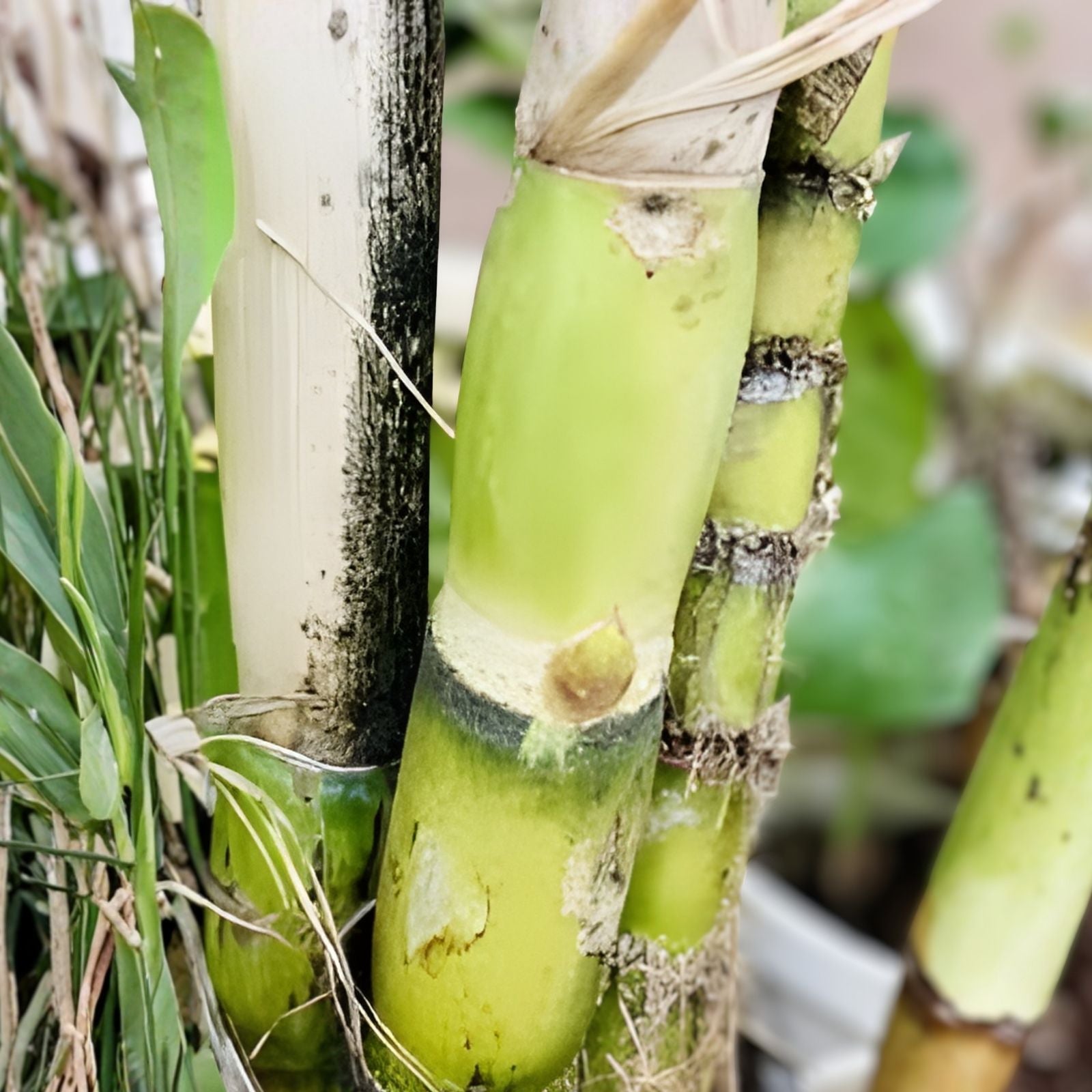 Live Green Sugarcane Plants 3 Pack | Sweet Juicy Saccharum officinarum Cane Cuttings | Starter Plants for Gardening