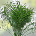 15 Pygmy Date Palm Seeds Dwarf Phoenix Roebelenii Indoor Houseplant Starter Plant Fast Germination