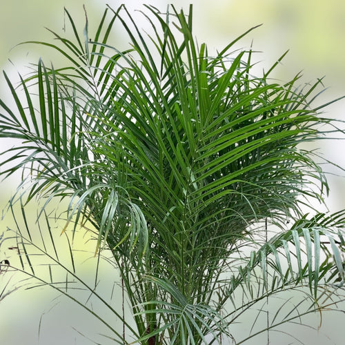 15 Pygmy Date Palm Seeds Dwarf Phoenix Roebelenii Indoor Houseplant Starter Plant Fast Germination