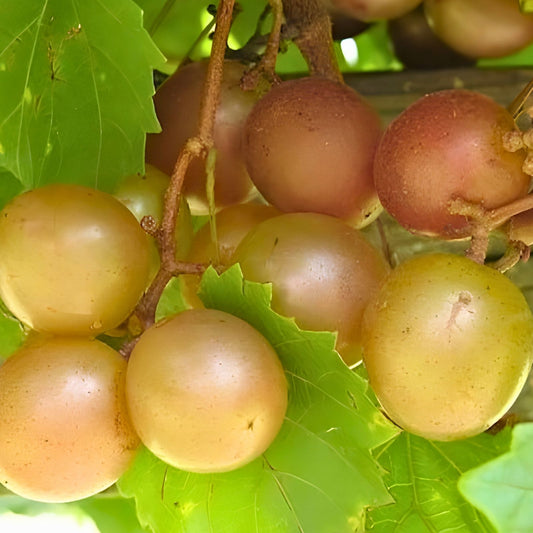 Scuppernong Grape Vines 5-Pack Live Plants Bronze Muscadine Vitis rotundifolia Self-Fertile Zones 7-10