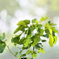 Fig Tree Cuttings – Swiss Ficus carica 'Ponte Tresa' – Edible Fruit Plant, Live Starter Plant, Bare Root, Houseplant, Fruit Tree