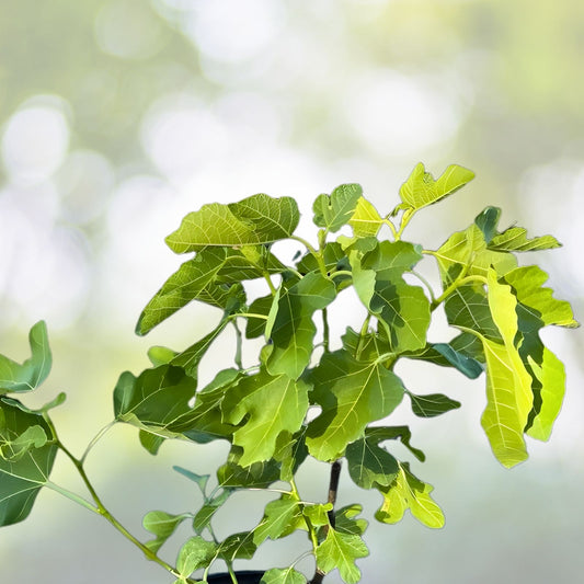 Fig Tree Cuttings – Swiss Ficus carica 'Ponte Tresa' – Edible Fruit Plant, Live Starter Plant, Bare Root, Houseplant, Fruit Tree