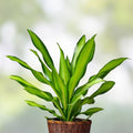 Corn Plant Cutting Dracaena fragrans Indoor Houseplant Easy Care Rooted Propagation