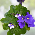 African Violet Leaf Cutting - Rainbow Butterflies Variety - Saintpaulia ionantha Propagation Plant - Easy to Grow