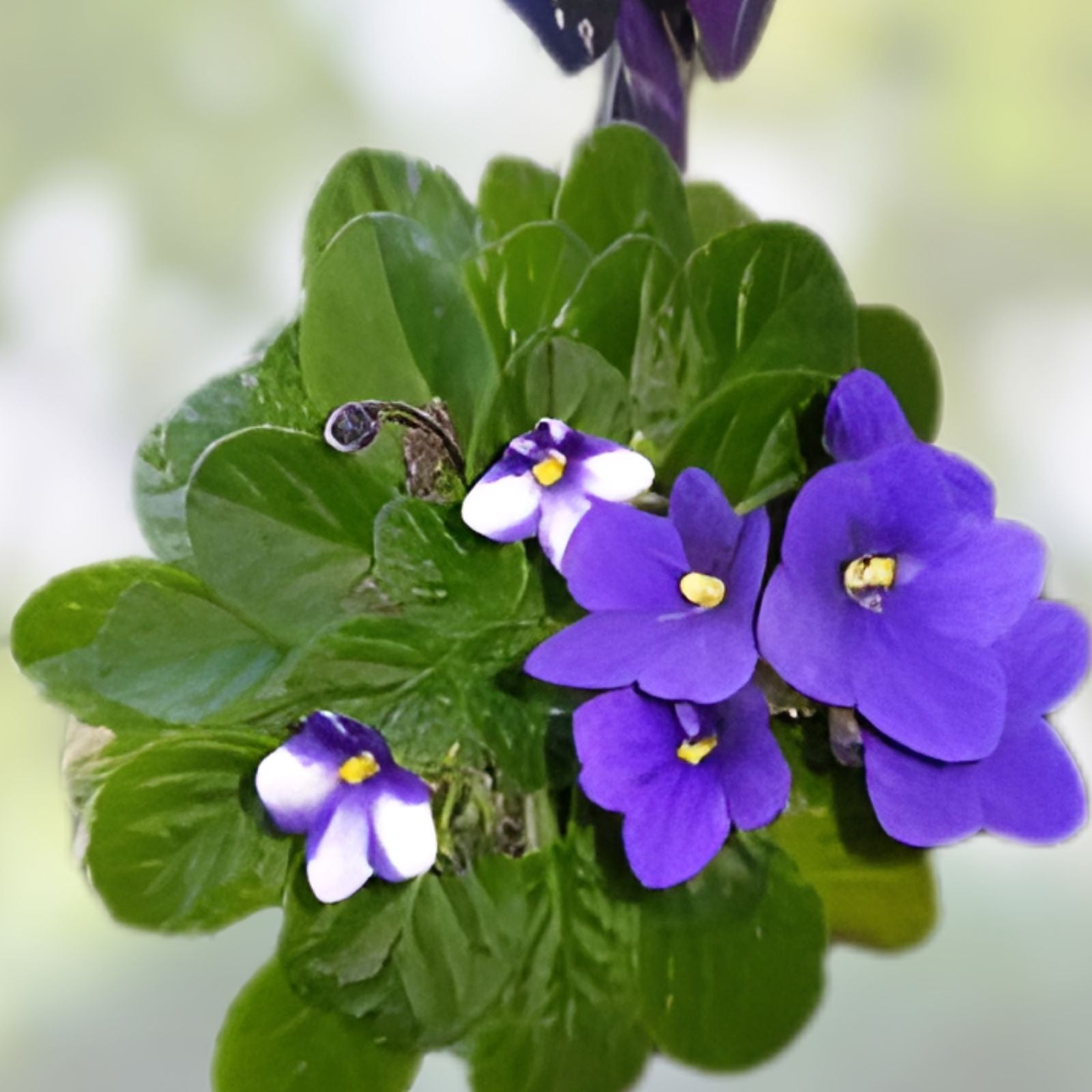 African Violet Leaf Cutting - Rainbow Butterflies Variety - Saintpaulia ionantha Propagation Plant - Easy to Grow