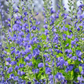 Blue False Indigo Live Plant Set of 2 Baptisia australis Perennial Drought Tolerant Blue Flowers