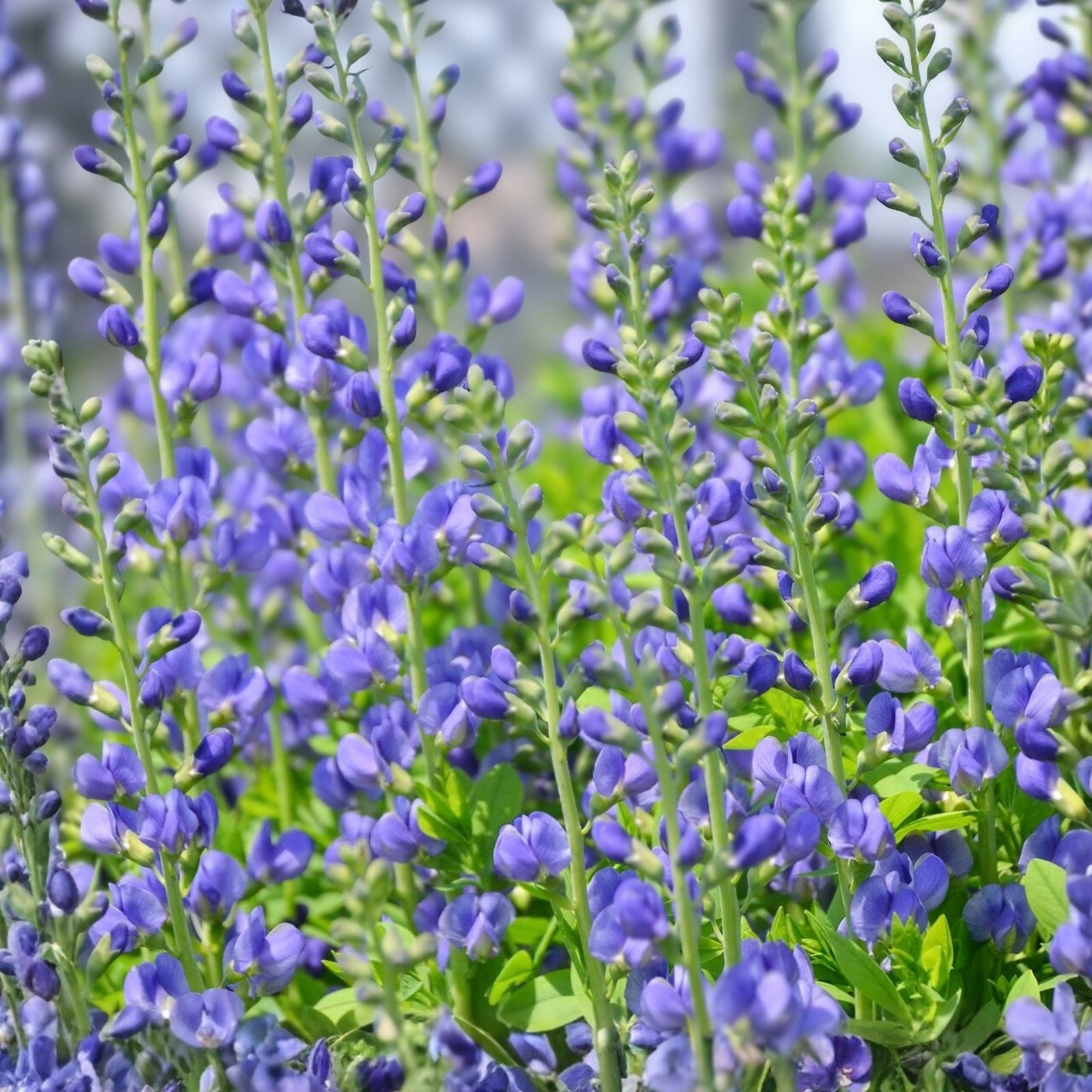 Blue False Indigo Live Plant Set of 2 Baptisia australis Perennial Drought Tolerant Blue Flowers