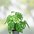 Monstera adansonii Cutting Swiss Cheese Variety Live Indoor Houseplant Rooted Plant