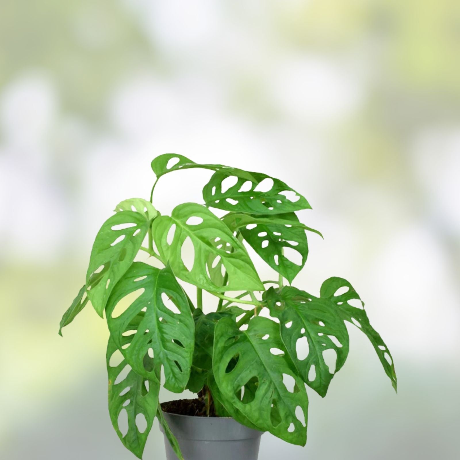 Monstera adansonii Cutting Swiss Cheese Variety Live Indoor Houseplant Rooted Plant