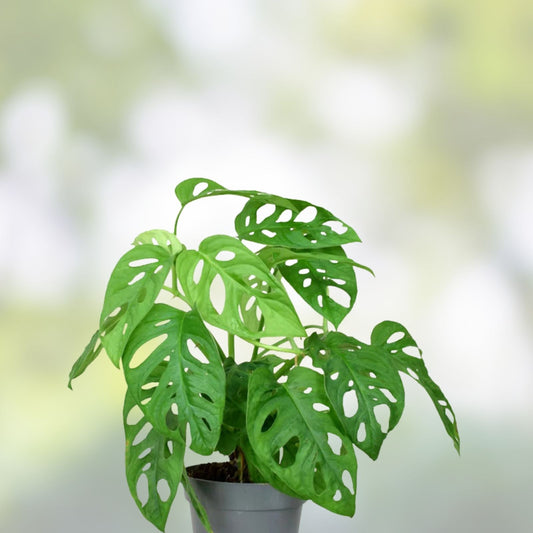 Monstera adansonii Cutting Swiss Cheese Variety Live Indoor Houseplant Rooted Plant