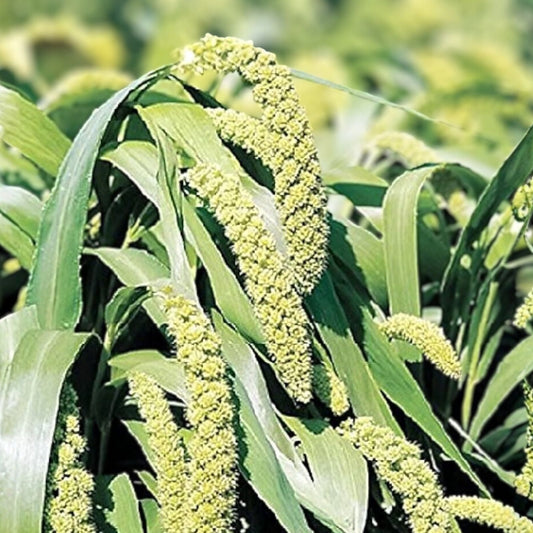 Lime Light Millet Ornamental Grass Seeds, Pennisetum glaucum, Garden Landscaping, Live Plant Cutting, Fast Shipping