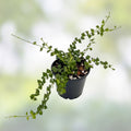 Dischidia Ruscifolia Million Hearts Plant 4" Live Cutting Indoor Houseplant Tropical Vine