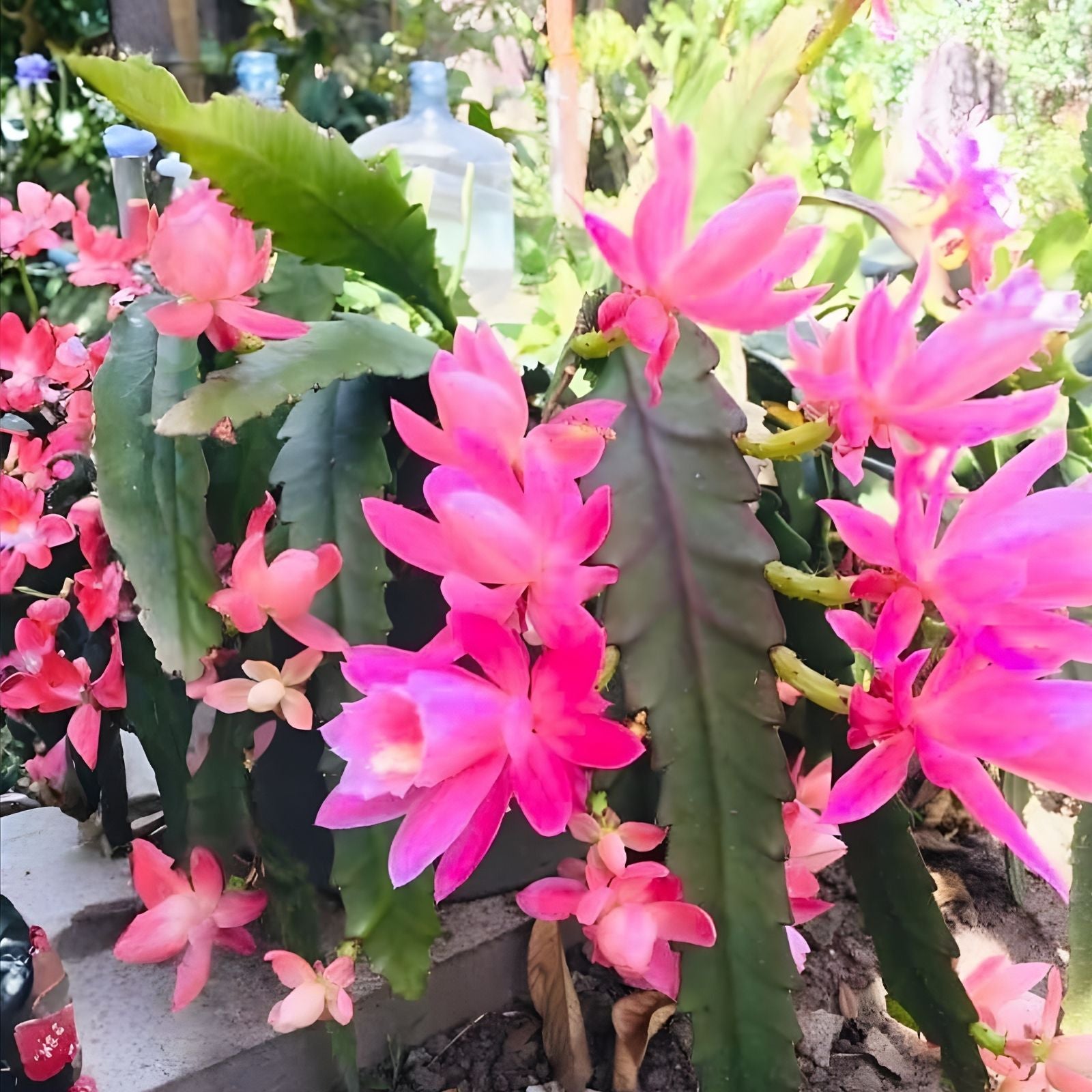Epiphyllum Cuttings 8-10" Immortal Variety Live Plant for Propagation Cactus Houseplant