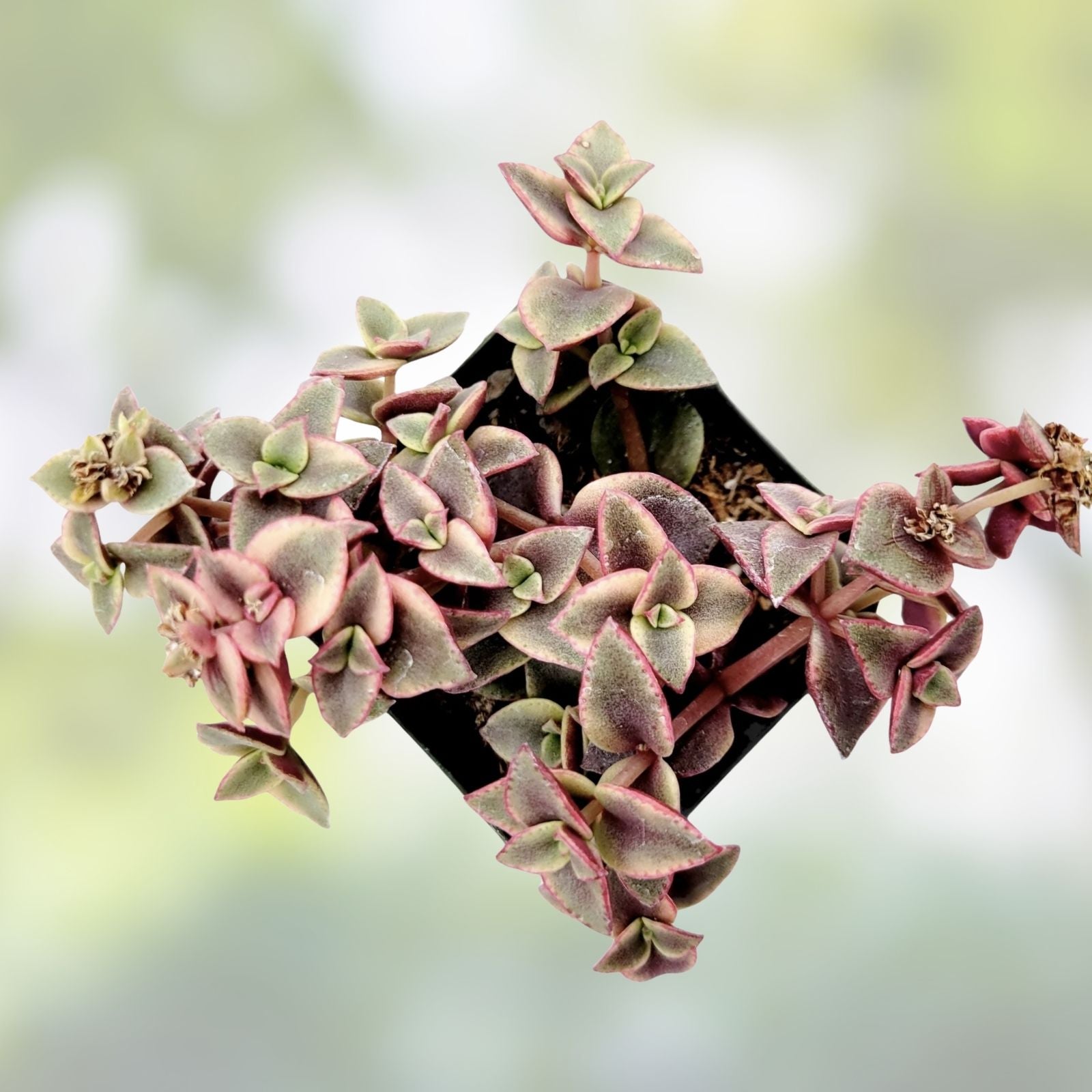 Crassula Marginalis Rubra 'Variegata' Calico Kitten Succulent Cuttings – Live Plant Starter Pack for Succulent Collectors