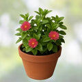 Aptenia cordifolia Red Pink Apple Ice Plant Cuttings – 20 Succulents, 4-7 inches, Drought Tolerant, Indoor Outdoor, Easy Care
