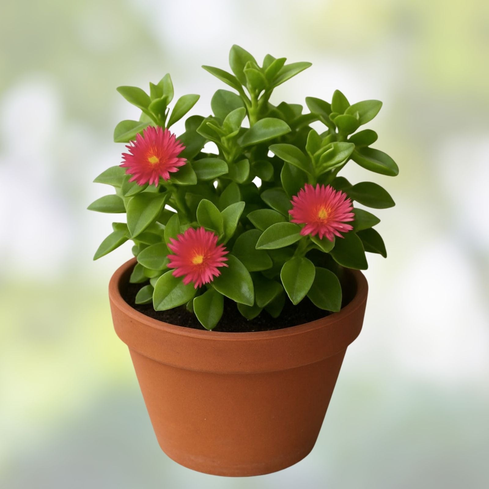 Aptenia cordifolia Red Pink Apple Ice Plant Cuttings – 20 Succulents, 4-7 inches, Drought Tolerant, Indoor Outdoor, Easy Care