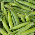 Heirloom Pea Seeds Little Marvel Non-GMO Pisum sativum Vegetable Garden Starter Plant 100+ Seeds