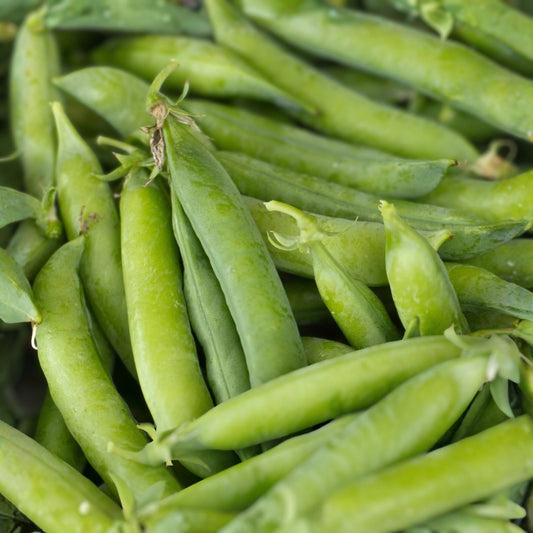Heirloom Pea Seeds Little Marvel Non-GMO Pisum sativum Vegetable Garden Starter Plant 100+ Seeds