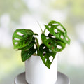 Monstera adansonii Plant Cutting Swiss Cheese Variegated Indoor Houseplant Rooted Live Plant