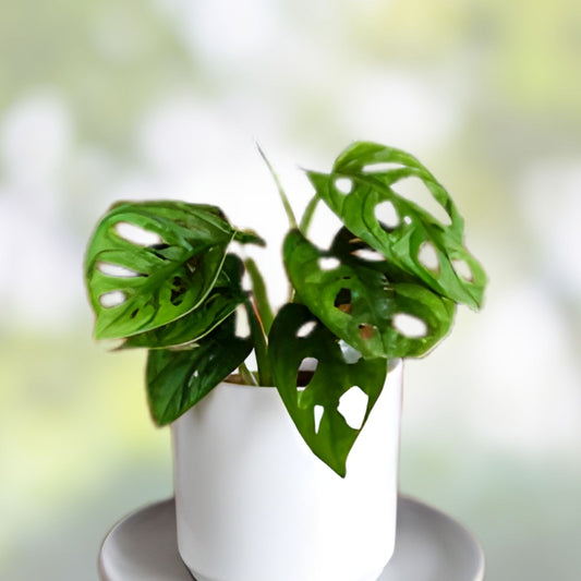 Monstera adansonii Plant Cutting Swiss Cheese Variegated Indoor Houseplant Rooted Live Plant