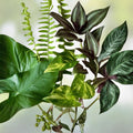 15-Pack Rooted Plant Cuttings Pothos Ferns Wandering Jew Epipremnum Nephrolepis Tradescantia Zebrina Houseplants