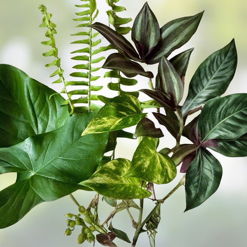15-Pack Rooted Plant Cuttings Pothos Ferns Wandering Jew Epipremnum Nephrolepis Tradescantia Zebrina Houseplants