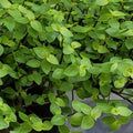 Dwarf Wandering Jew Cuttings – Tradescantia Minima – 10 Healthy Propagation Plants – Easy Indoor Plant Collection