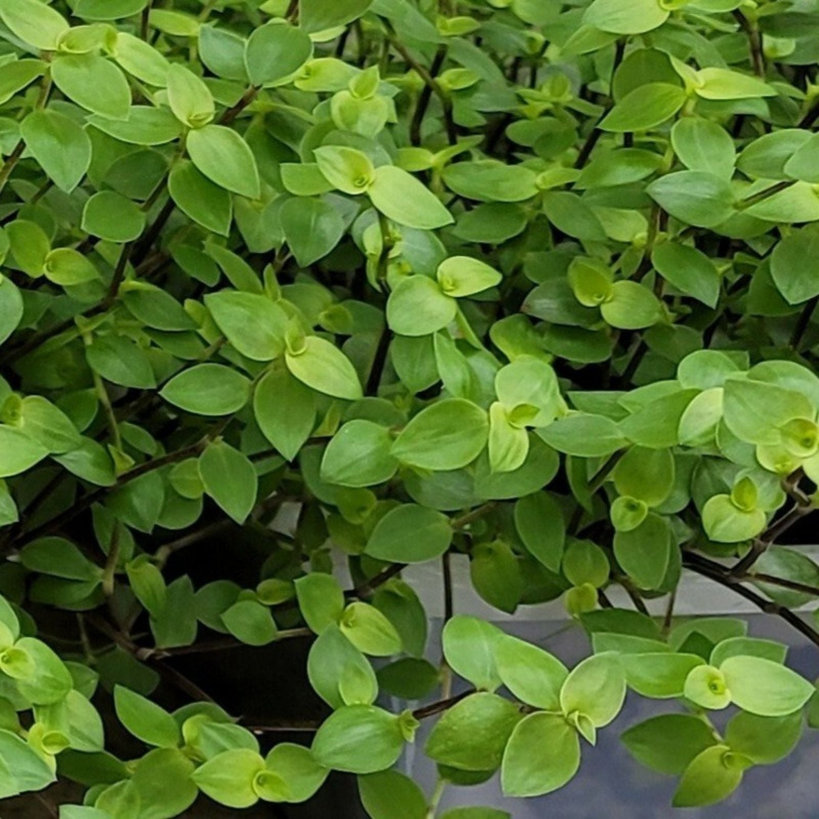 Dwarf Wandering Jew Cuttings – Tradescantia Minima – 10 Healthy Propagation Plants – Easy Indoor Plant Collection