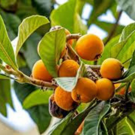 Loquat Eriobotrya Japonica Fruit Tree Seeds 5 Pack – Edible Garden Landscaping Live Plant or Cutting