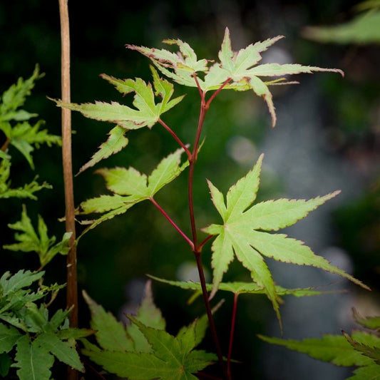 Japanese Red Maple Cuttings - Acer Palmatum - Six Stem Propagation for Gardening and Landscape Design
