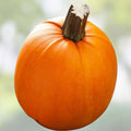 Pumpkin Seeds 500 Count Small Sugar Heirloom Non-GMO for Growing Cucurbita pepo Pumpkins Live Plant or Seed