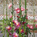 Epiphyllum Jeanette Davis Latimer Cutting 8-10 Inches Tropical Cactus Houseplant Unrooted