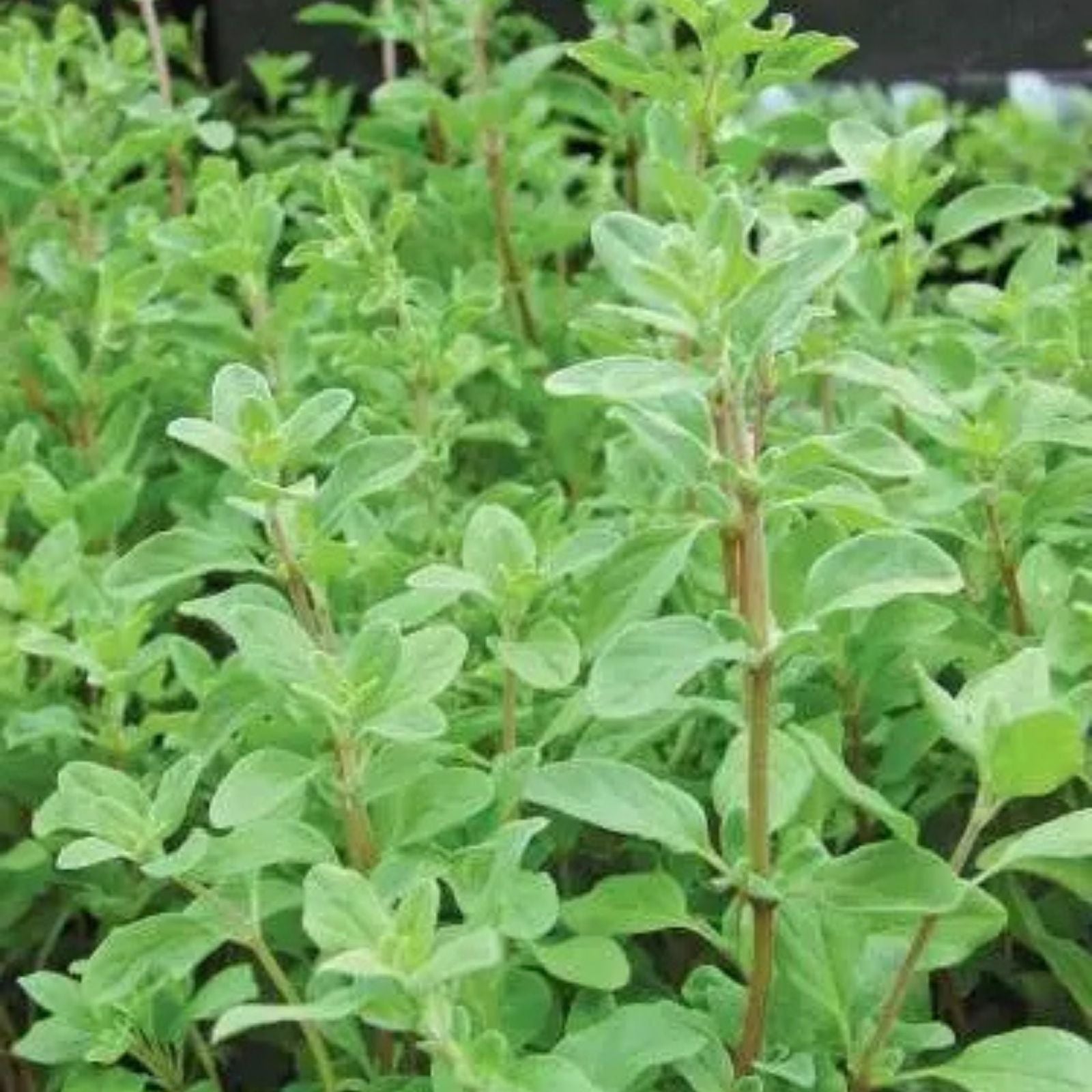 Sweet Marjoram Seeds 100 Count - Culinary Herb, Non-GMO, Heirloom, Origanum majorana, Herb Starter Plant, Live Seed Pack