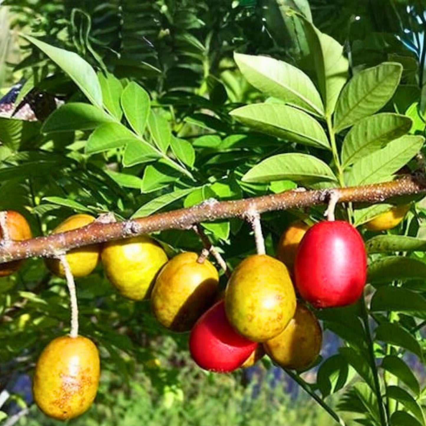 Hog Plum Cuttings Spondias purpurea Live Plant Starter Bare Root Houseplant Propagation