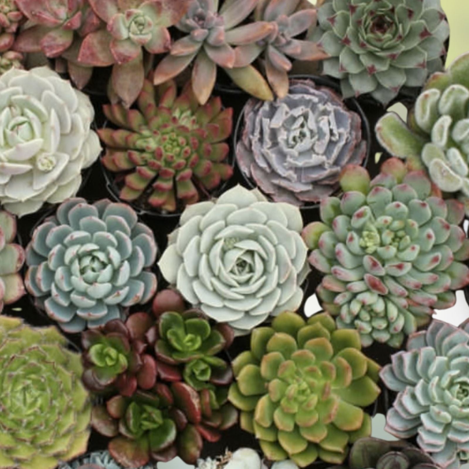 Echeveria Succulent Seeds Mix 100 Varieties Live Plant Cuttings for Indoor Gardening Potting - New Harvest Quality