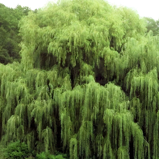 Golden Weeping Willow Trees 2 Pack - Live Salix babylonica Starter Plants, Arching Branches, Bare Root Garden Tree, Easy to Grow Houseplant
