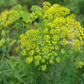 Dill Seeds Heirloom Non-GMO Fresh or Dried Herb Anethum graveolens 50+ Seeds Starter Plant Cutting