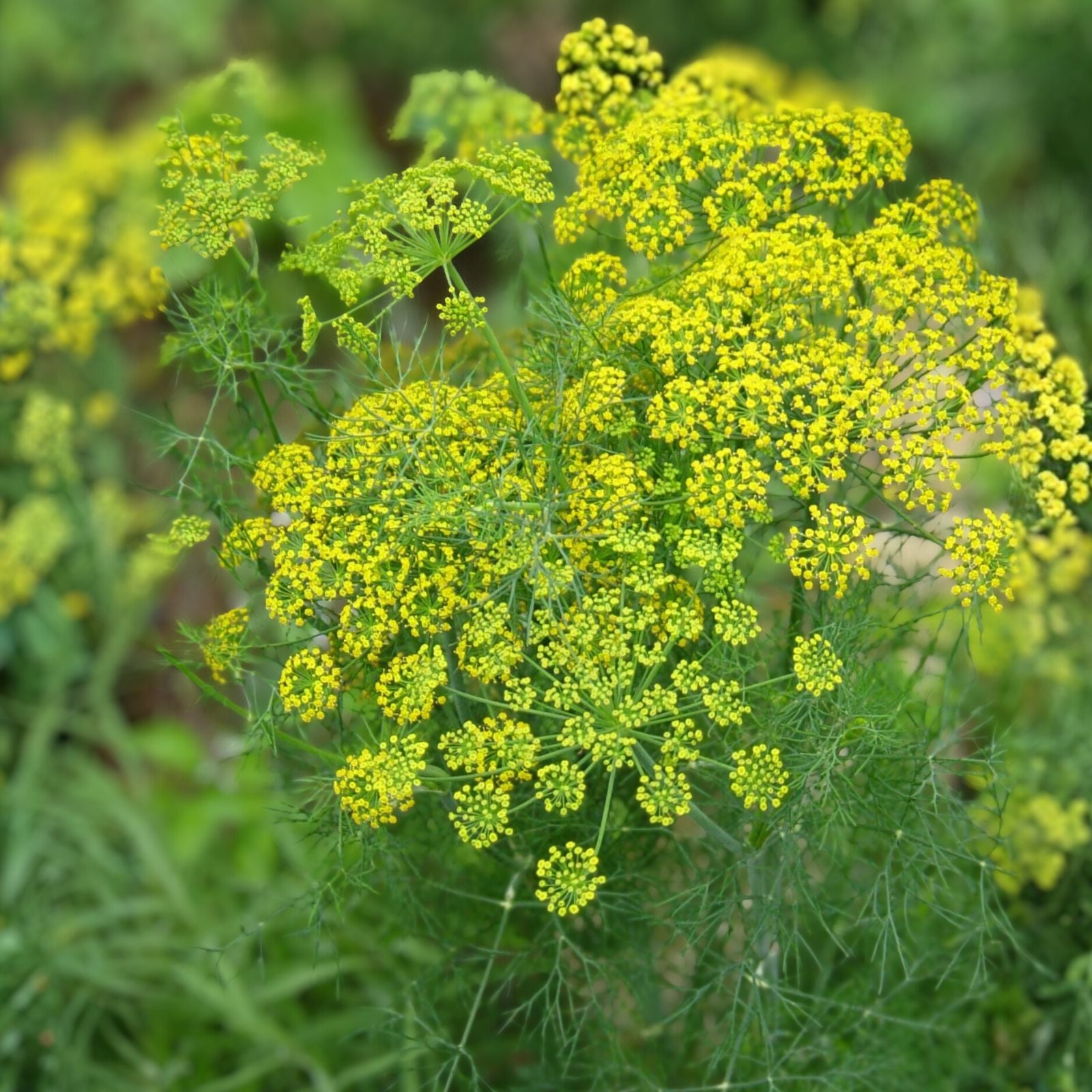Dill Seeds Heirloom Non-GMO Fresh or Dried Herb Anethum graveolens 50+ Seeds Starter Plant Cutting