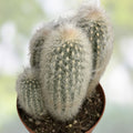 Espostoa lanata Old Man of the Mountain Cactus 5.5" Pot Woolly White Spines Indoor Succulent Plant