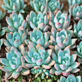Crassula Moon Glow Succulent Plant 2-4" Fuzzy Teardrop Leaves Live Houseplant Cutting