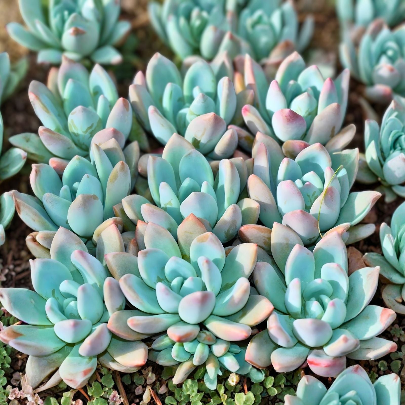 Crassula Moon Glow Succulent Plant 2-4" Fuzzy Teardrop Leaves Live Houseplant Cutting