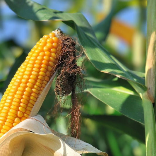 Non-GMO Heirloom Corn Seeds 6 Varieties Zea mays Garden Seeds for Planting, Live Plant, Starter, Bare Root, Cutting