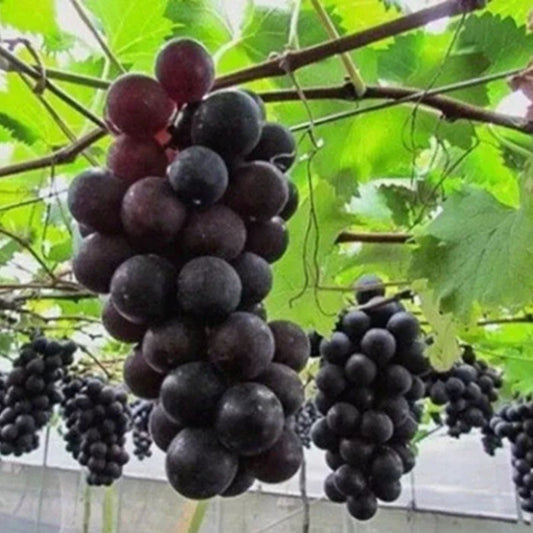 Grape Bonsai Tree Seeds – 50+ Vitis vinifera Seeds for Planting, Miniature Bonsai Gardening & Propagation