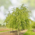 Weeping Willow Cuttings Salix babylonica Live Bare Root Tree Fast Growing Water-Loving Garden Plant