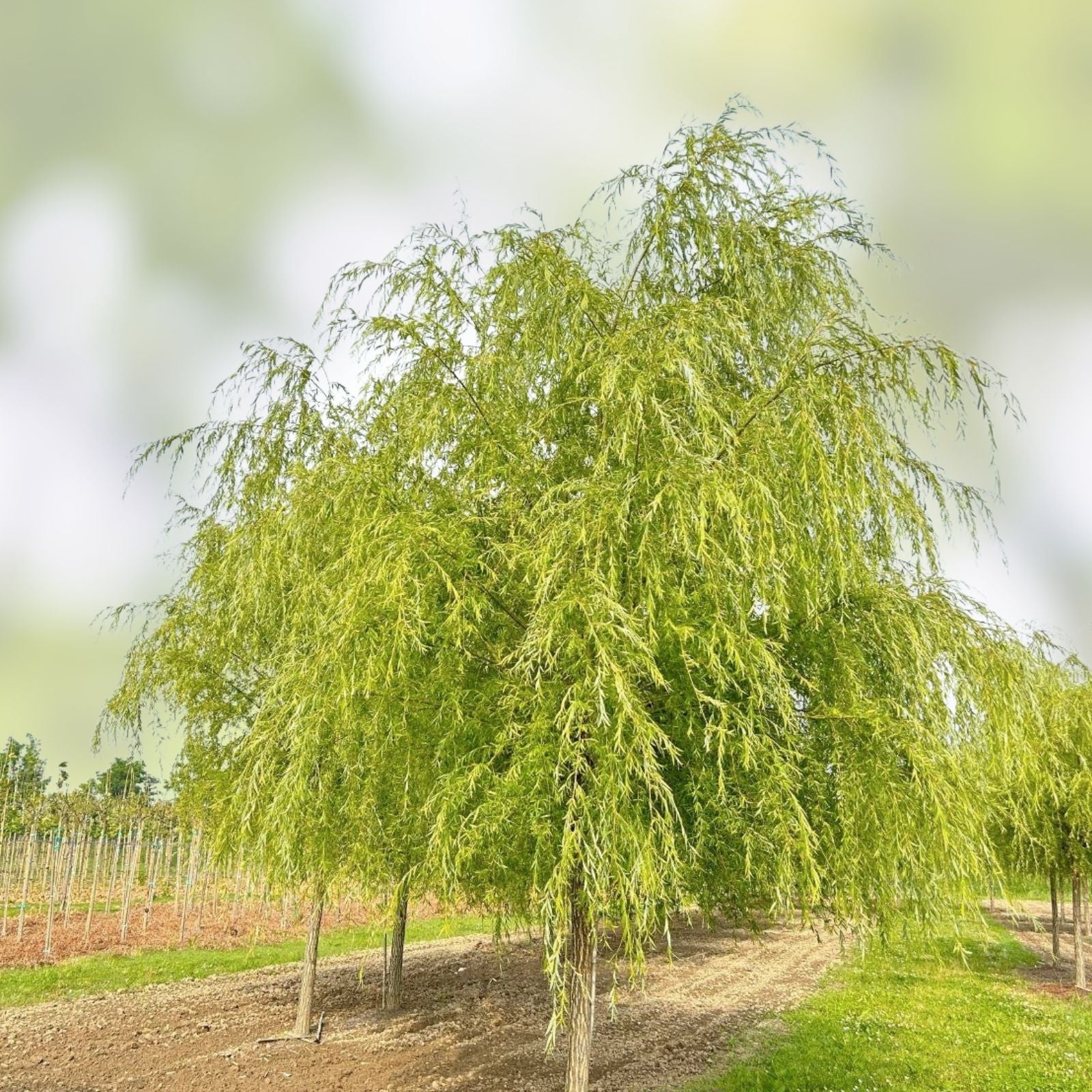 Weeping Willow Cuttings Salix babylonica Live Bare Root Tree Fast Growing Water-Loving Garden Plant