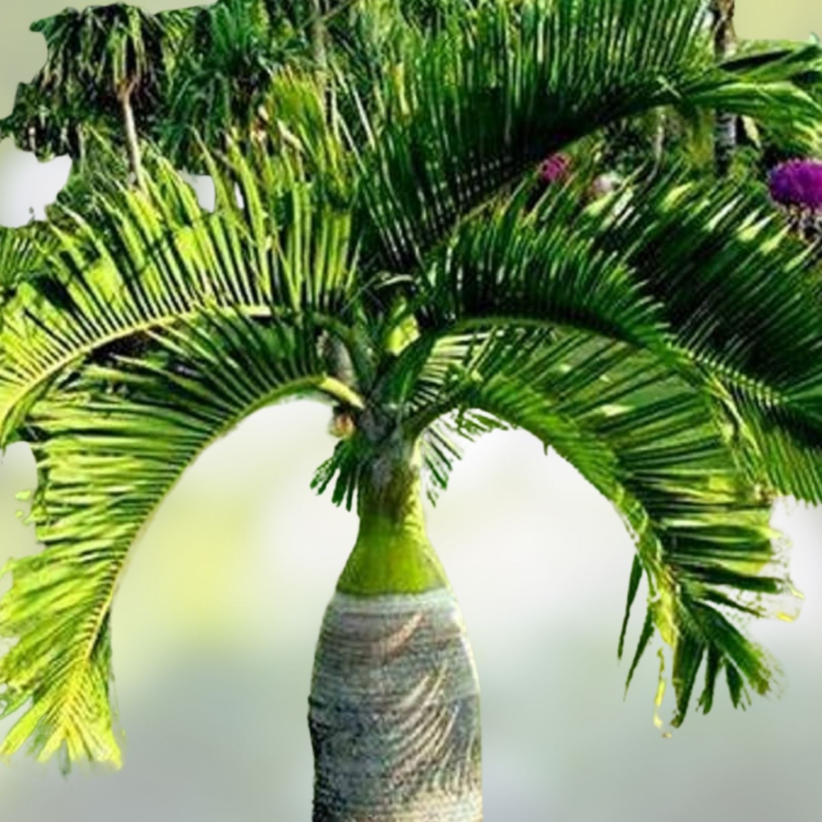 10 Palm Seeds for Planting - Hyophorbe lagenicaulis - Rare Bottle Palm Seeds - Tropical Gardening Supplies
