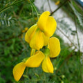 Sesbania Sesban Seeds 30+ Yellow Flowering Live Plant Cuttings Ornamental Edible Starter Plant