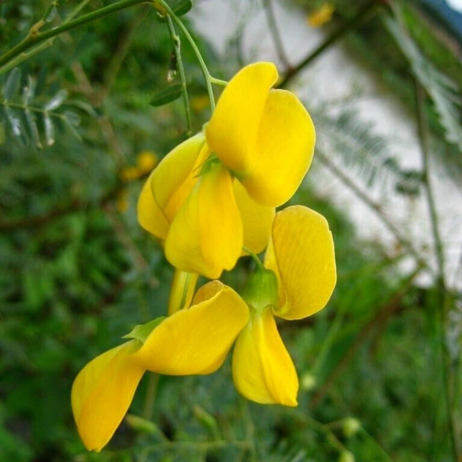 Sesbania Sesban Seeds 30+ Yellow Flowering Live Plant Cuttings Ornamental Edible Starter Plant