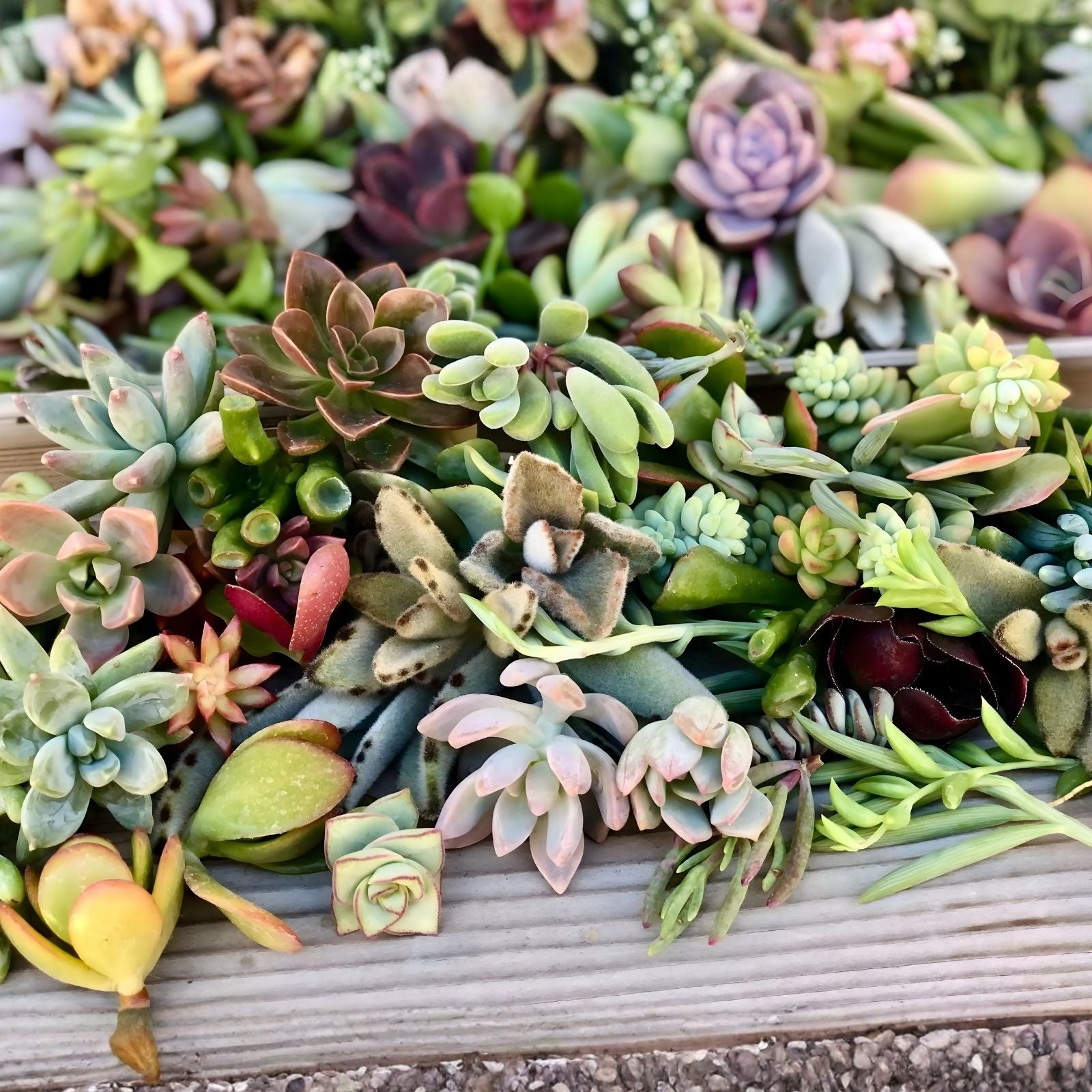 Succulent Plant Leaves for Propagation – Assorted Varieties, Live Cutting, DIY Gardening, Houseplant, Propagation Supplies