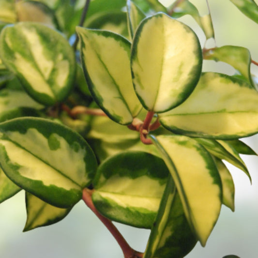 Hoya Carnosa Wax Plant Rooted Cutting Variegated Cream & Green Leaves Houseplant - Indoor Plant, Easy Care, Live Plant